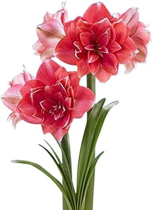 GMO-Free Double Pink Amaryllis Bulb – Pet Friendly, Perfect for Winter Blooms