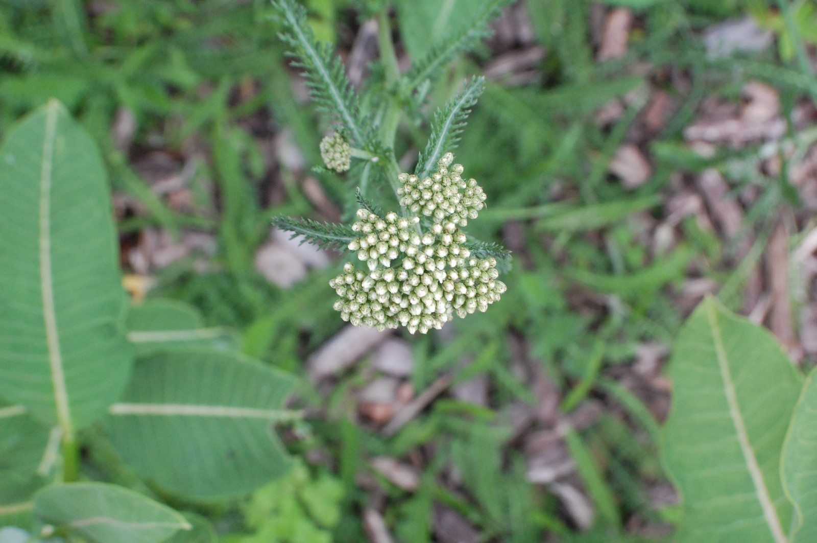 White Yarrow Seeds/1 gram +/Achillea millefolium L./Native US Plant/Medicinal