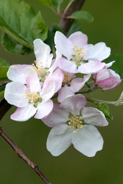 Paradise Apple | Premium Seeds | Malus pumila ‘Fruit’ | Plants’®