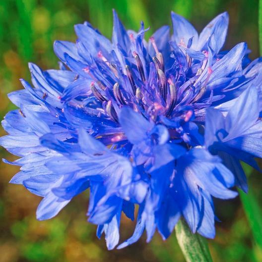 Cornflower Bachelor Button BLUE DWARF Cutflowers HEIRLOOM Non-GMO 400 Seeds