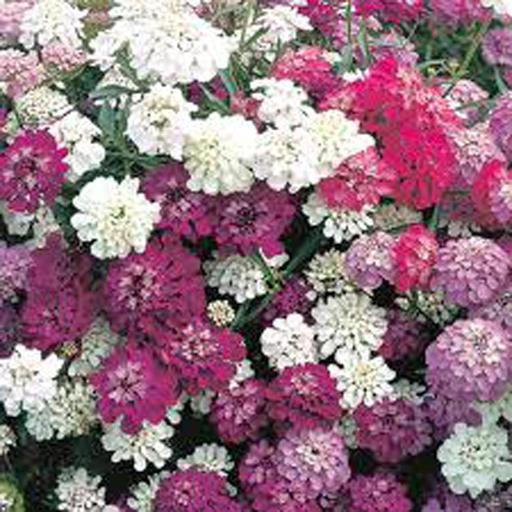 Candytuft, Dwarf Fairy Mix Seeds, 50+,Beautiful Pink, Lavender, White Flowers.
