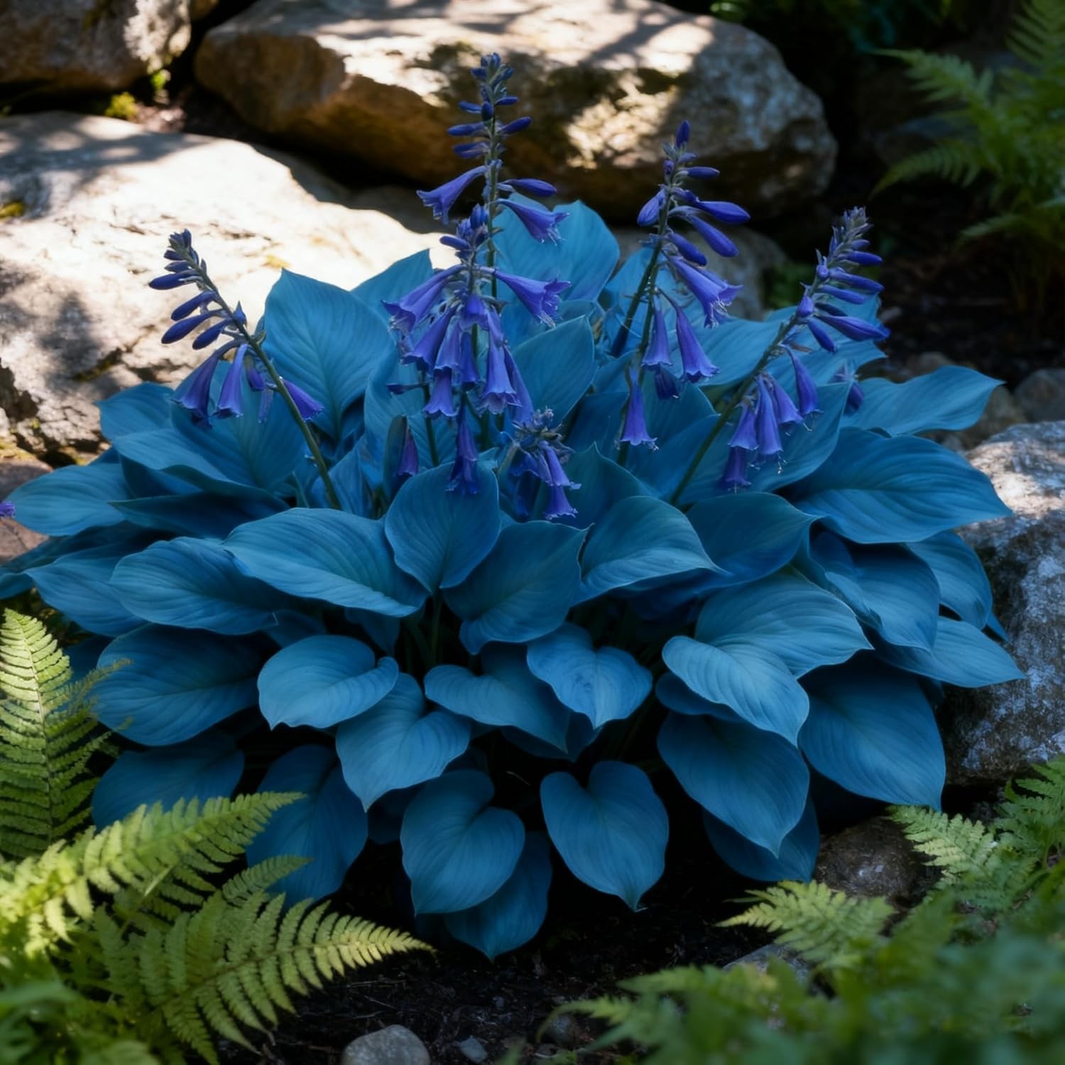 200+ Hosta Seeds for Planting, Mixed Color Perennial Hosta Seed, Attract Pollina