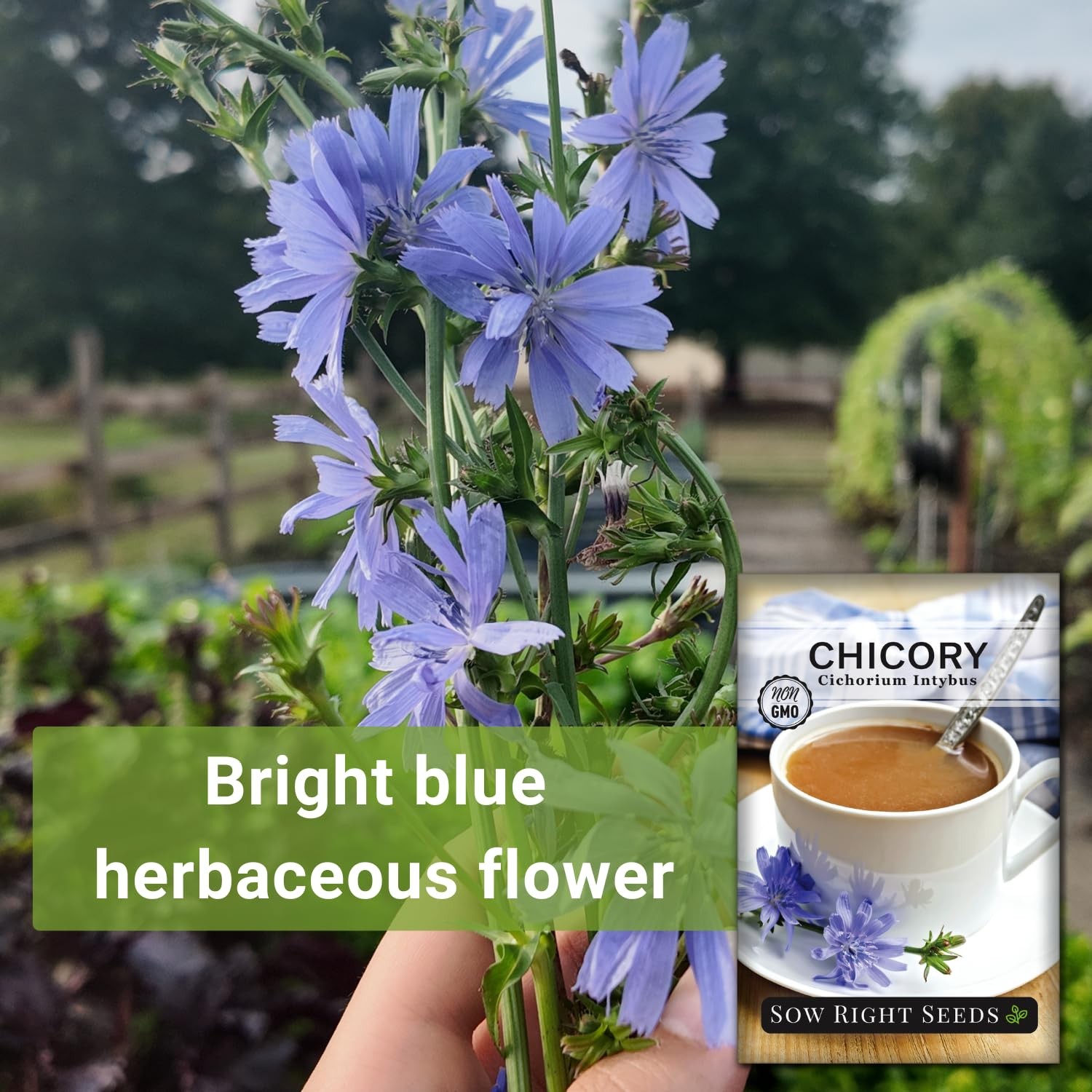 Chicory Seeds Non GMO Heirloom Garden Planting Blue Wildflower Edible Leaves Cof