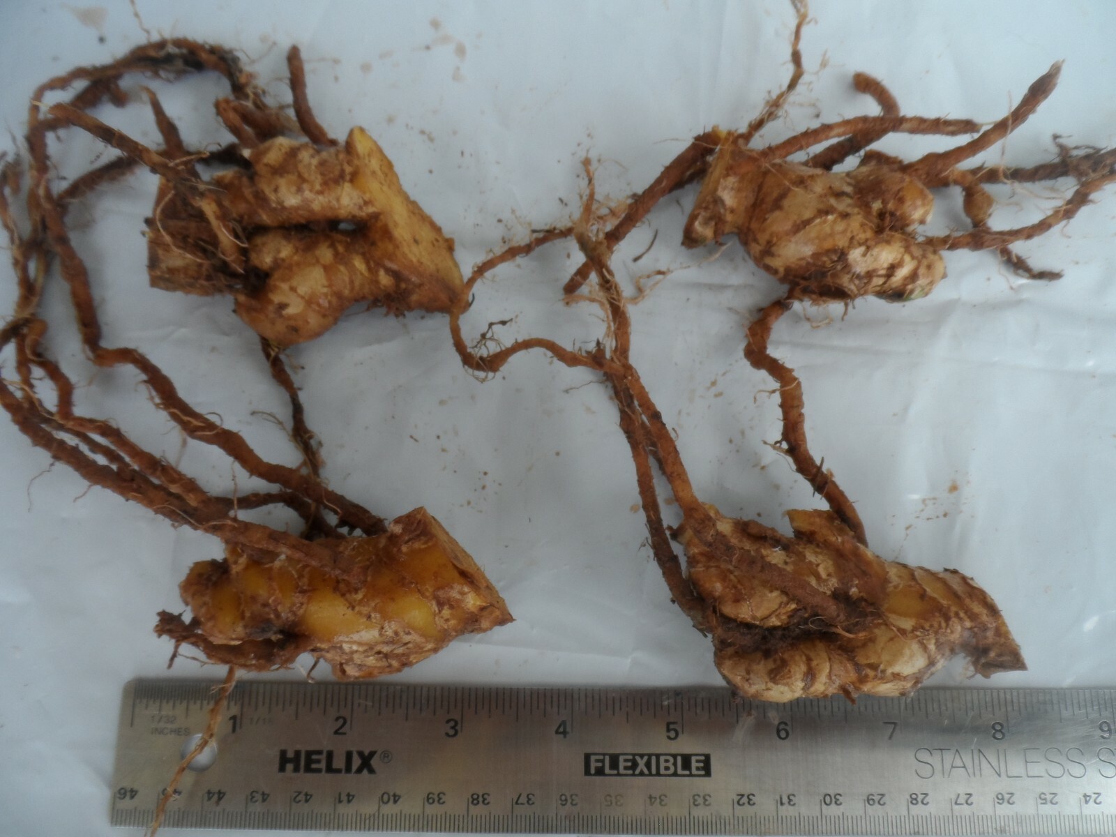 4 Shampoo Ginger Rhizomes, Zingiber Zerumbet, Pine Cone, Free Ship w/ Free Offer
