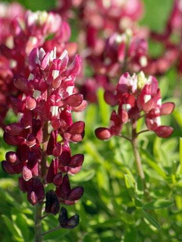 Lupinus texensis | Alamo Fire | Texas Bluebonnet ‘Texas Maroon’ | 5 Seeds