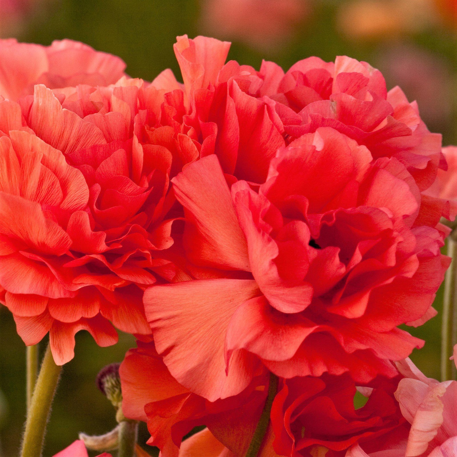 Easy to Grow Ranunculus Buttercup Rose 10 Plant Bulbs, Spring Flowers