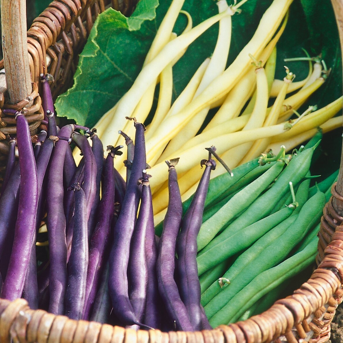 BULK 3 Colors Mix Bean Seeds (Mardi Gras) | Purple, Yellow, Green Tricolor 2024
