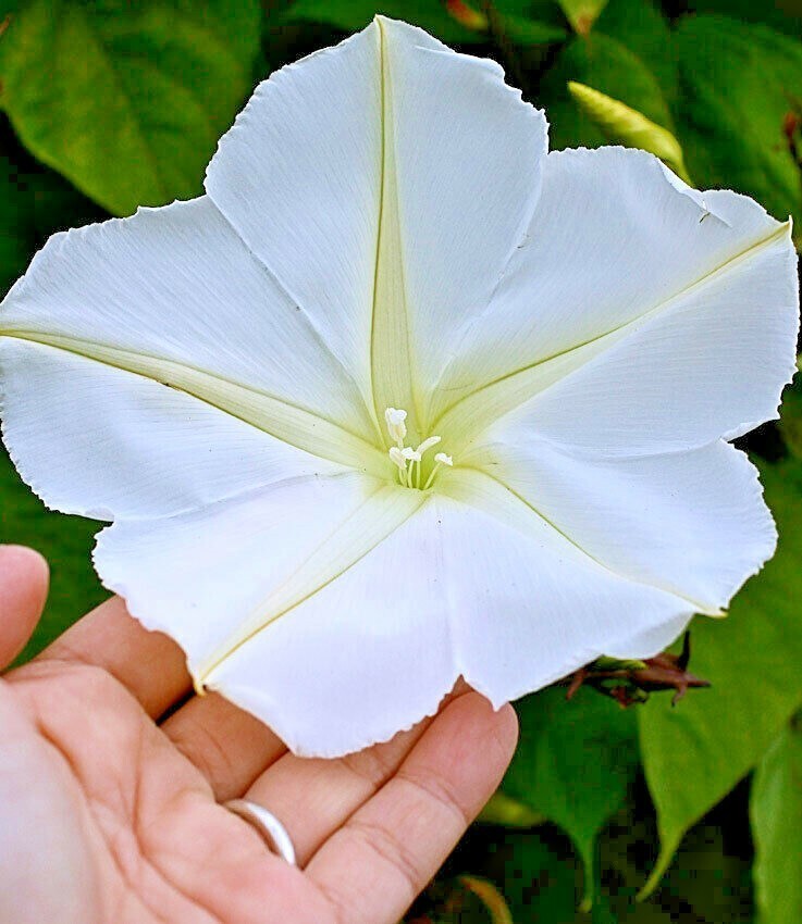 Moonflower seeds / Flowers / Vining / White / Perennial