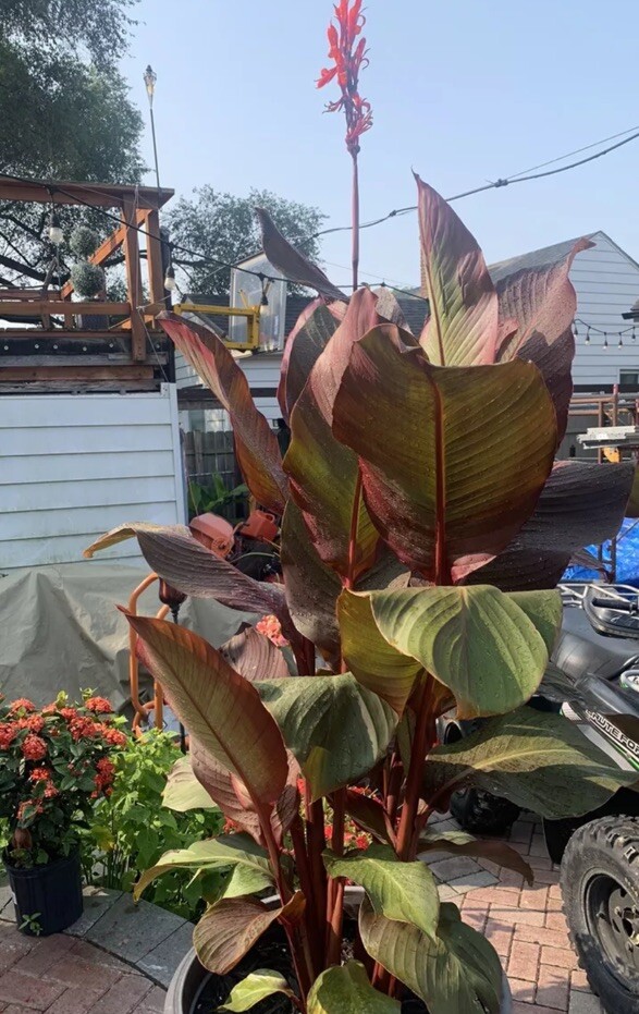 Rare Canna Lily Rhizome (2) Russian Red Musifolia ~ Red/Orange Flower