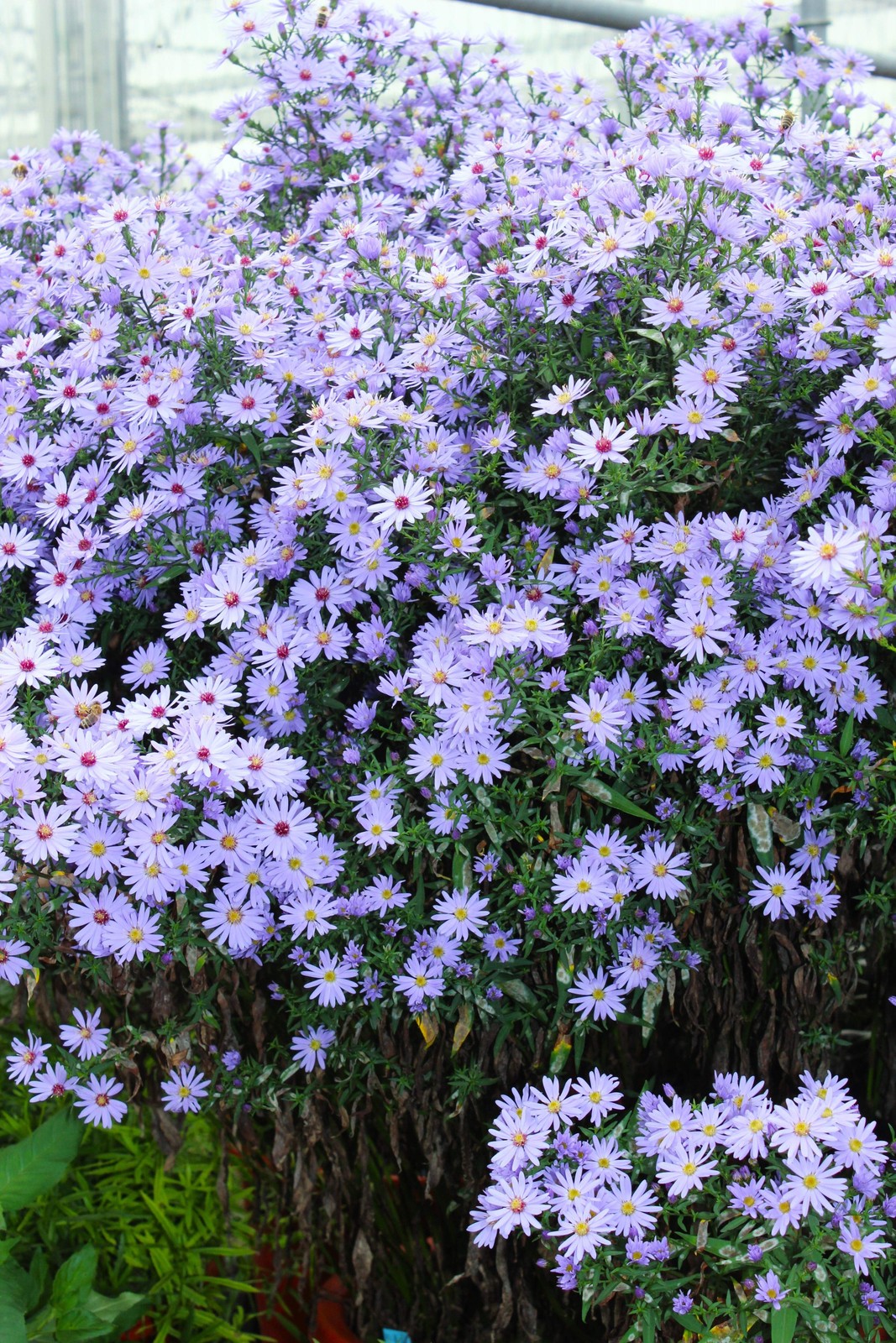 100 HEART LEAVED ASTER Cordifolius Blue Wood Aster Flower Seeds *Combined Ship