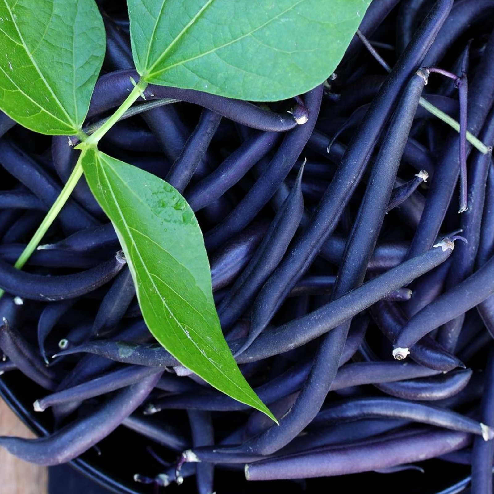 Purple Green Beans – Seeds – Non Gmo – Heirloom Seeds – Bean Seeds
