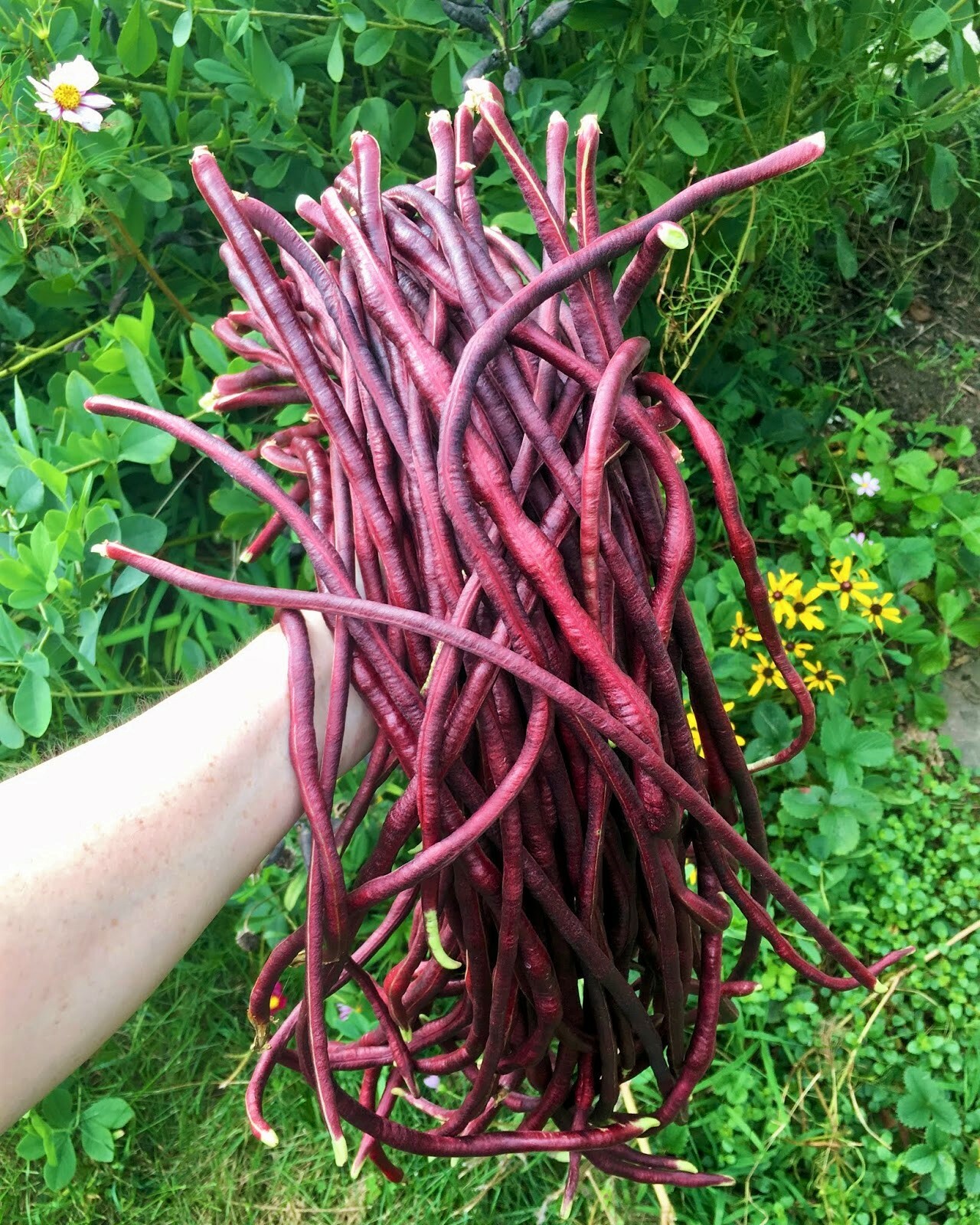 5 Colors Mix Yard Long Bean Seeds | Multi Variety Pole Asian Vegetable Seed 2023