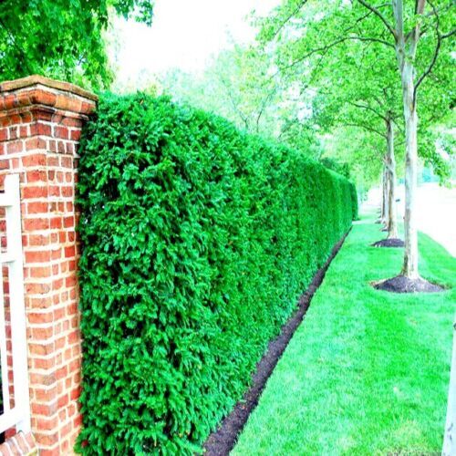 10 Japanese “Spreading” Yew (Taxus cuspidata) Tree Seeds, Bonsai or Landscaping