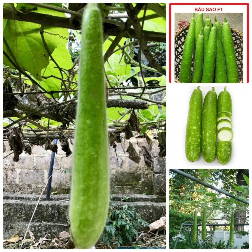 GOURD SEEDS – NAM TAO YAI-NON-GMO Hạt Giống Bầu Sao Dễ Trồng Sai Trái 50 Seeds