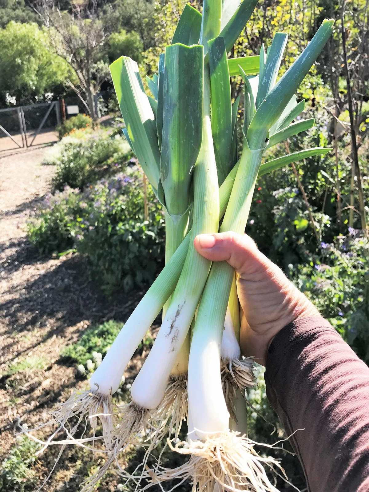 American Flag Leek Seeds | Ramps Scallion Green Onion Garden Vegetable Seed 2024
