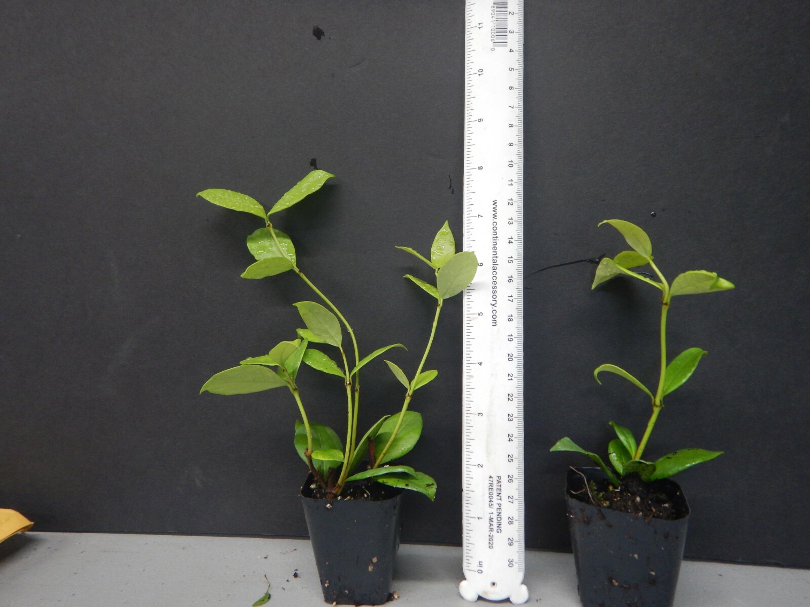 ~~CONFEDERATE STAR JASMINE~~Rooted STARTER Plant~~Extremely Fragrant Vine~~USA