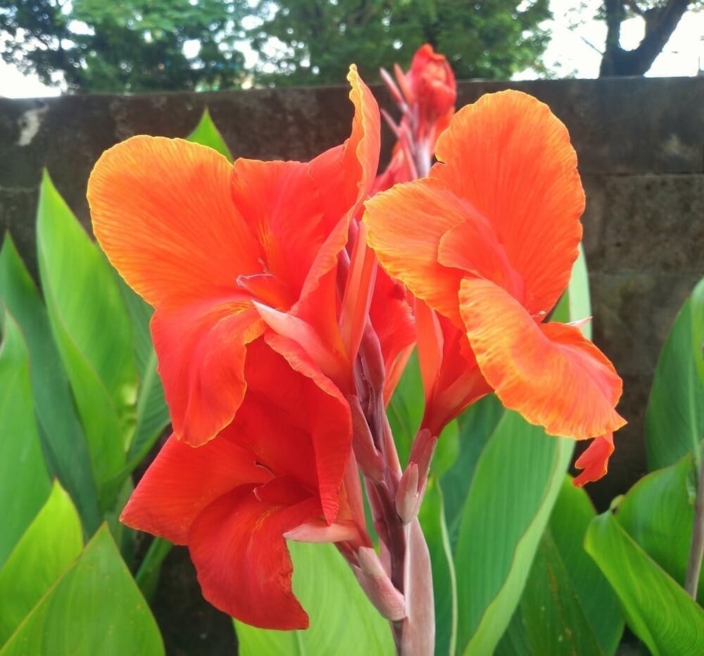 The President Canna Lily Bulbs