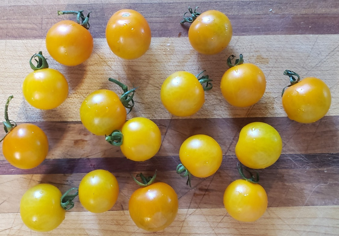 Sungold Select 2 Cherry Tomato (25 Seeds) – Free Shipping – very juicy!