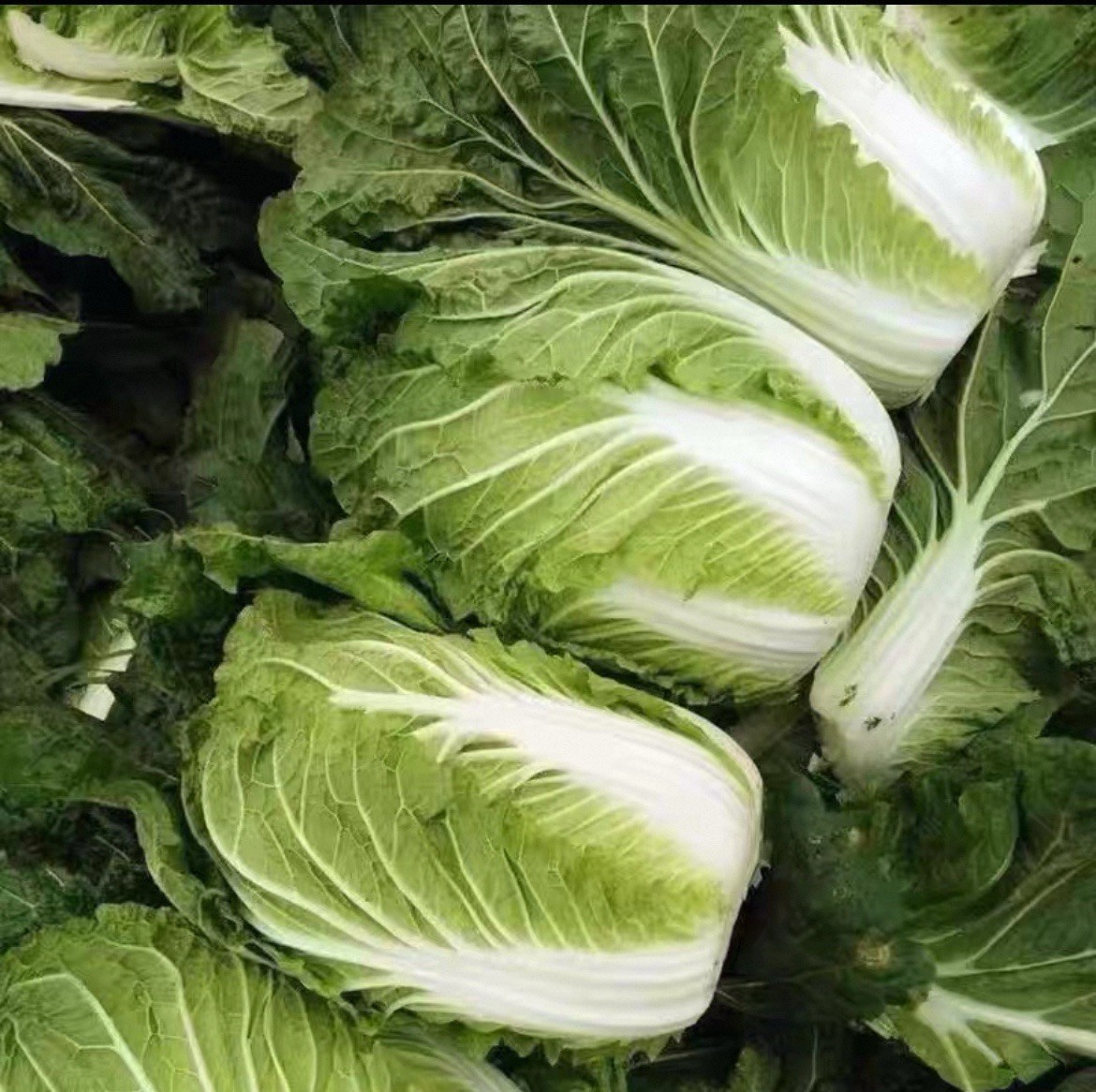 400+Early Napa No.5 Chinese Cabbage Seeds produced by 2025. 400多粒早熟5号大白菜种子2025年产