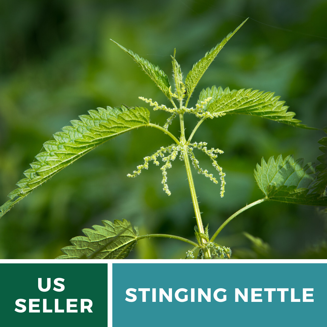 Stinging Nettle – 100 Seeds – Culinary& Medicinal Herb – GMO Free -Urtica Dioica