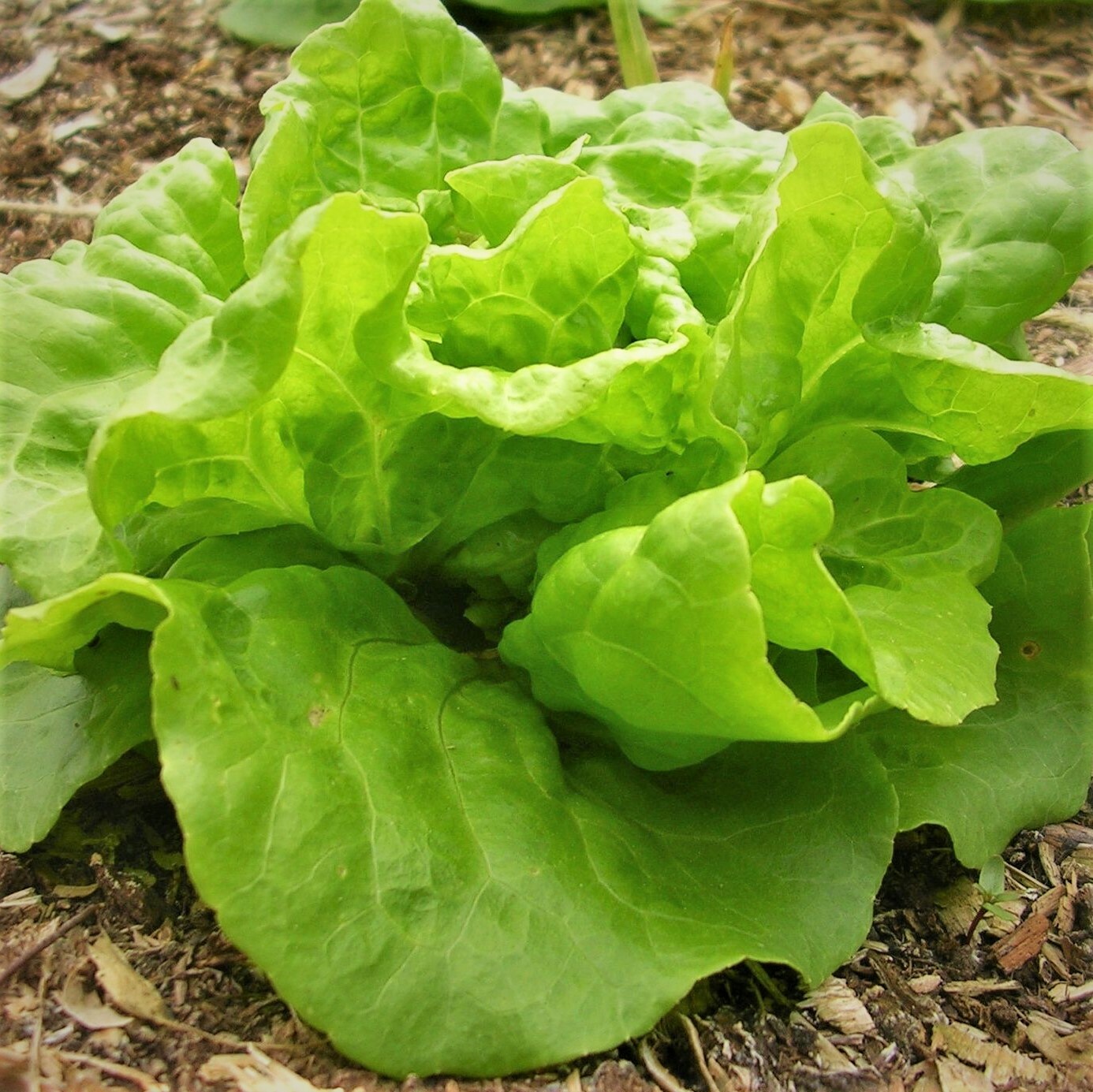 Tom Thumb Butterhead Lettuce Seeds | Lactuca Buttercrunch Bibb Leaf Greens 2024