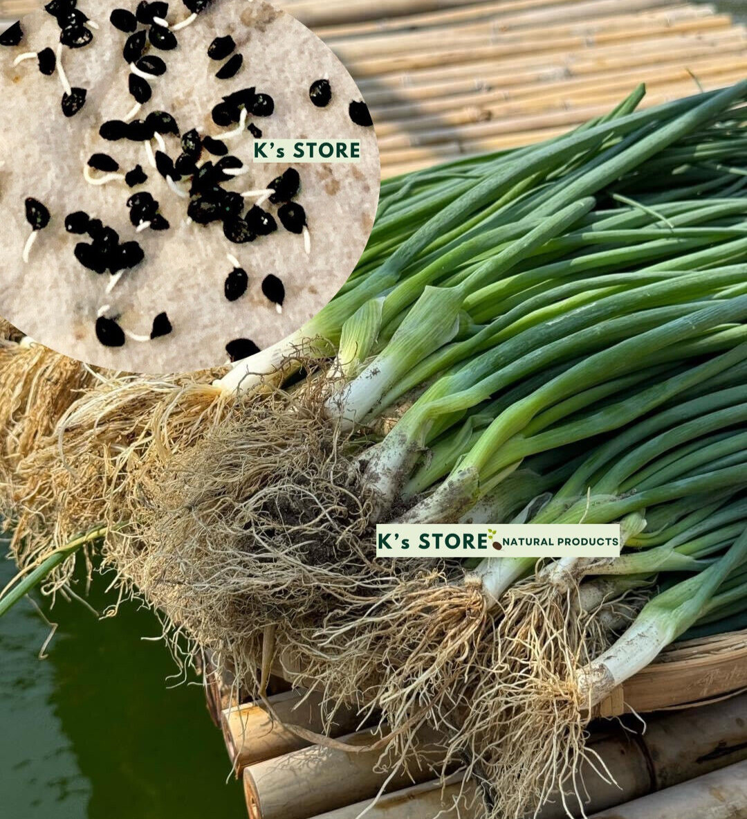 White Bunching Onion Seeds, Scallions, NON-GMO, Heirloom, FREE SHIPPING