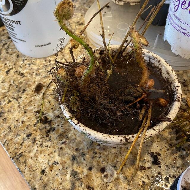 12 Sharp Lobed Hepactica Root Systems – Anemone acutiloba