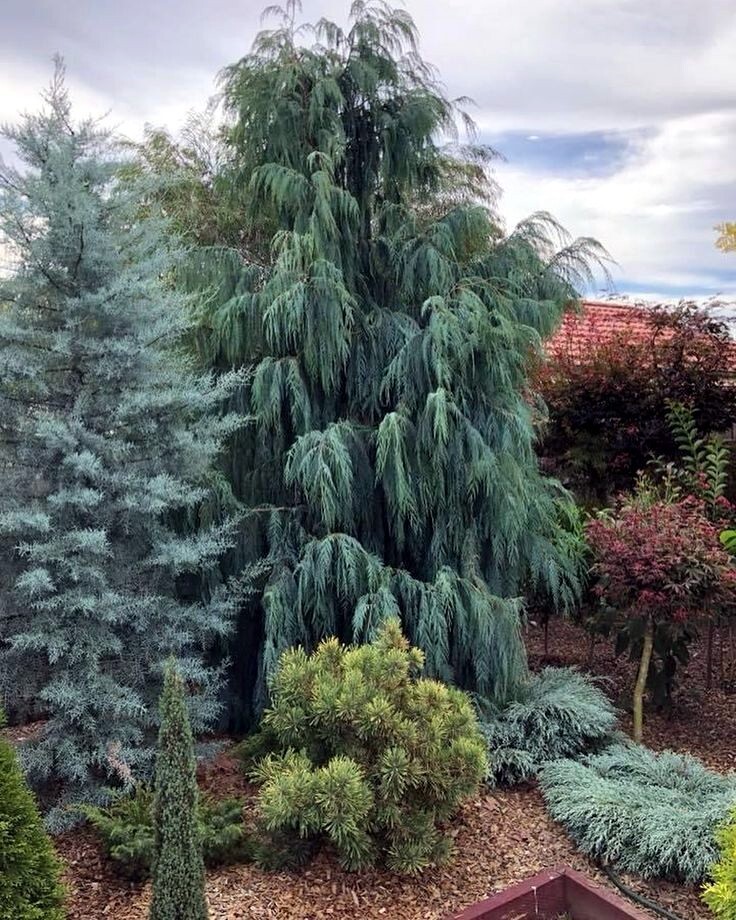 Kashmir Bhutan Weeping Cypress Tree Seeds (Cupressus Cashmeriana) Blue Evergreen