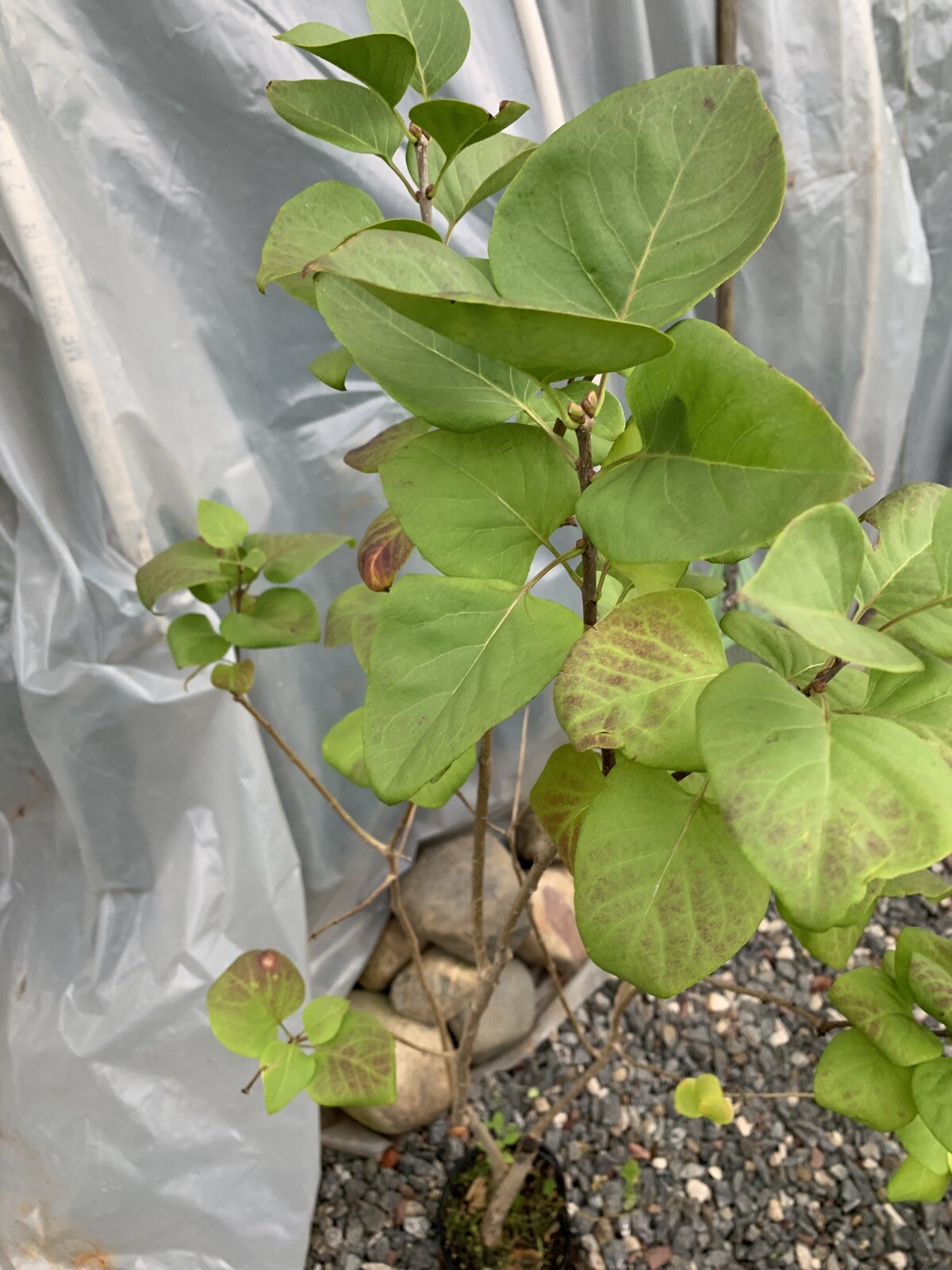 Purple Lilac 3-4 year old plant, Syringa vulgaris (Common Lilac), Bare root