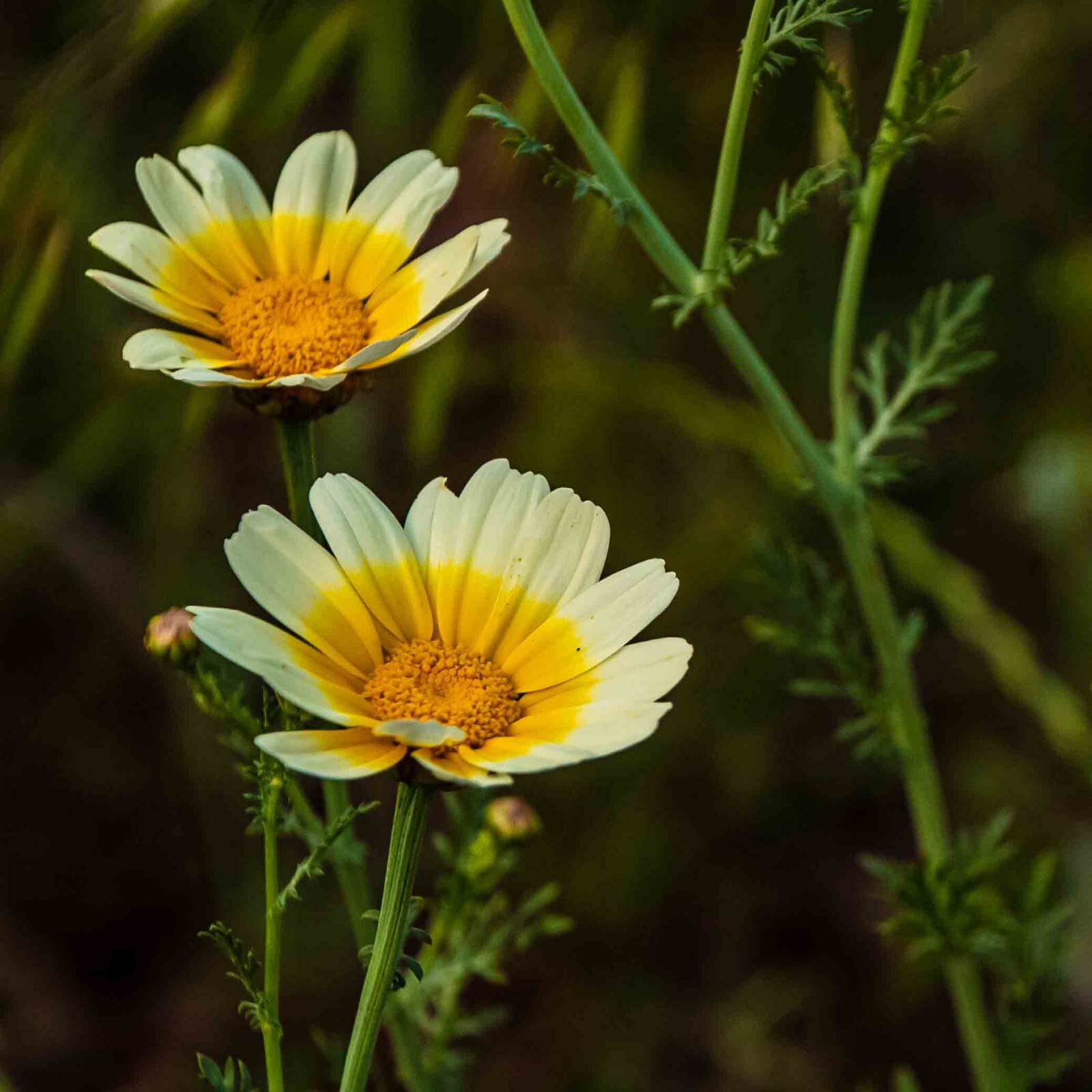 Shungiku Seeds, NON-GMO, 3 Color Daisy, Garland Chrysanthemum, FREE SHIPPING