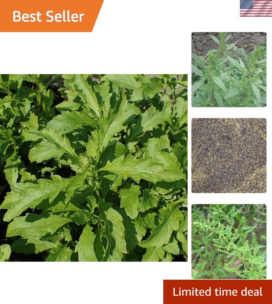 Culinary Herb Seeds: 100 Count Epazote Dysphania Ambrosioides for Unique Flavor