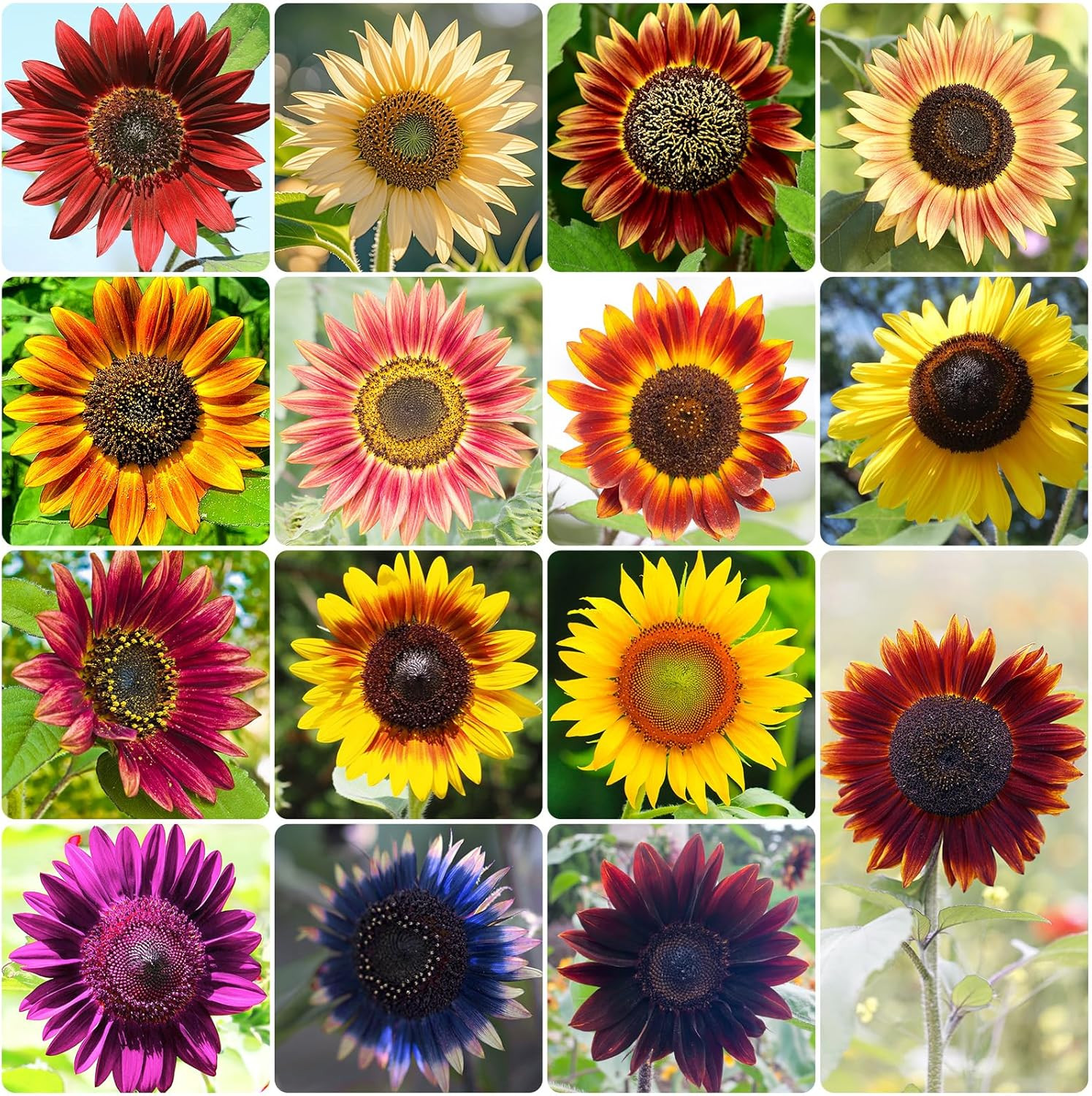 Sunflower Seeds for Planting, 15+ Varieties, 1 Oz, 300+ Mixed Seeds to Plant Col