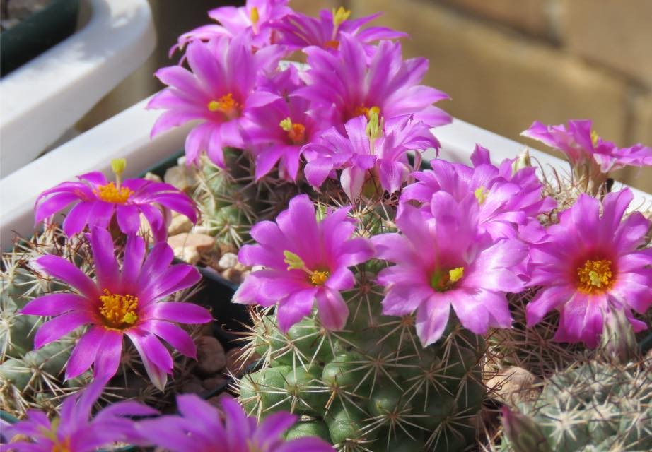 Seed- Mammillaria schumannii 25 to 100 seeds (2025)