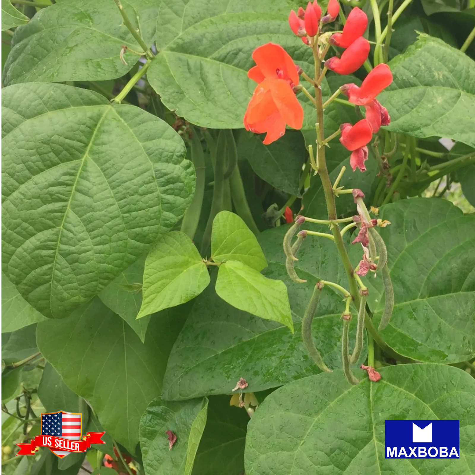 Bean Seeds – Pole – Scarlet Runner Non-GMO Heirloom Garden