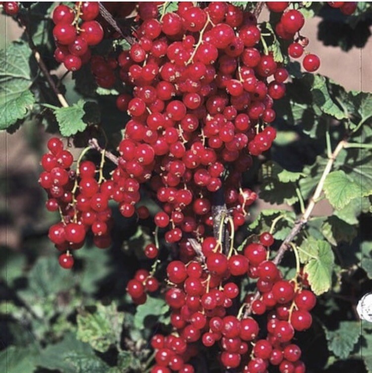 16-20″ tall 1 liter container Red Lake Currant Plant dormant well rooted plant