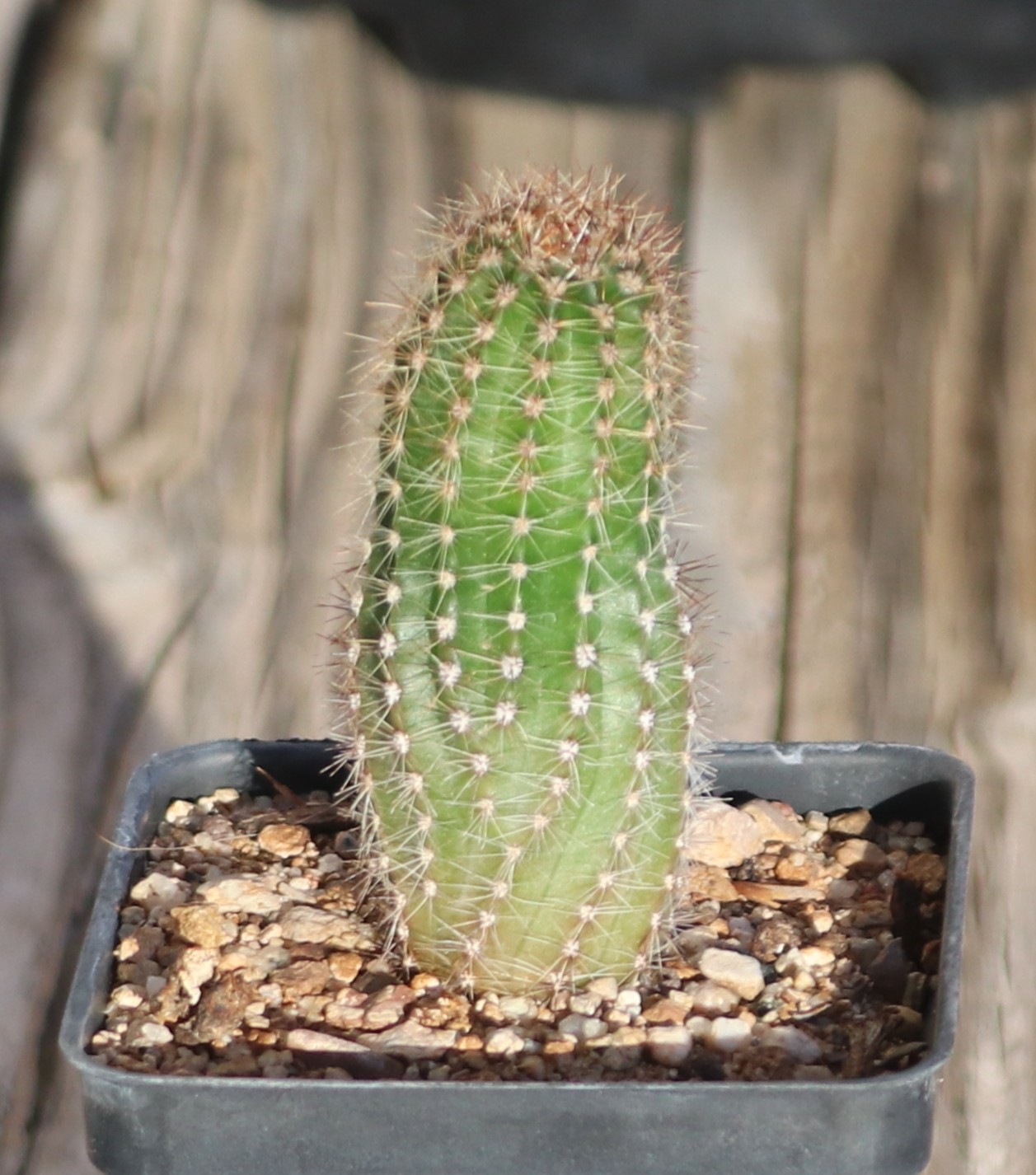 Echinopsis hybrid ‘Spring Blush’