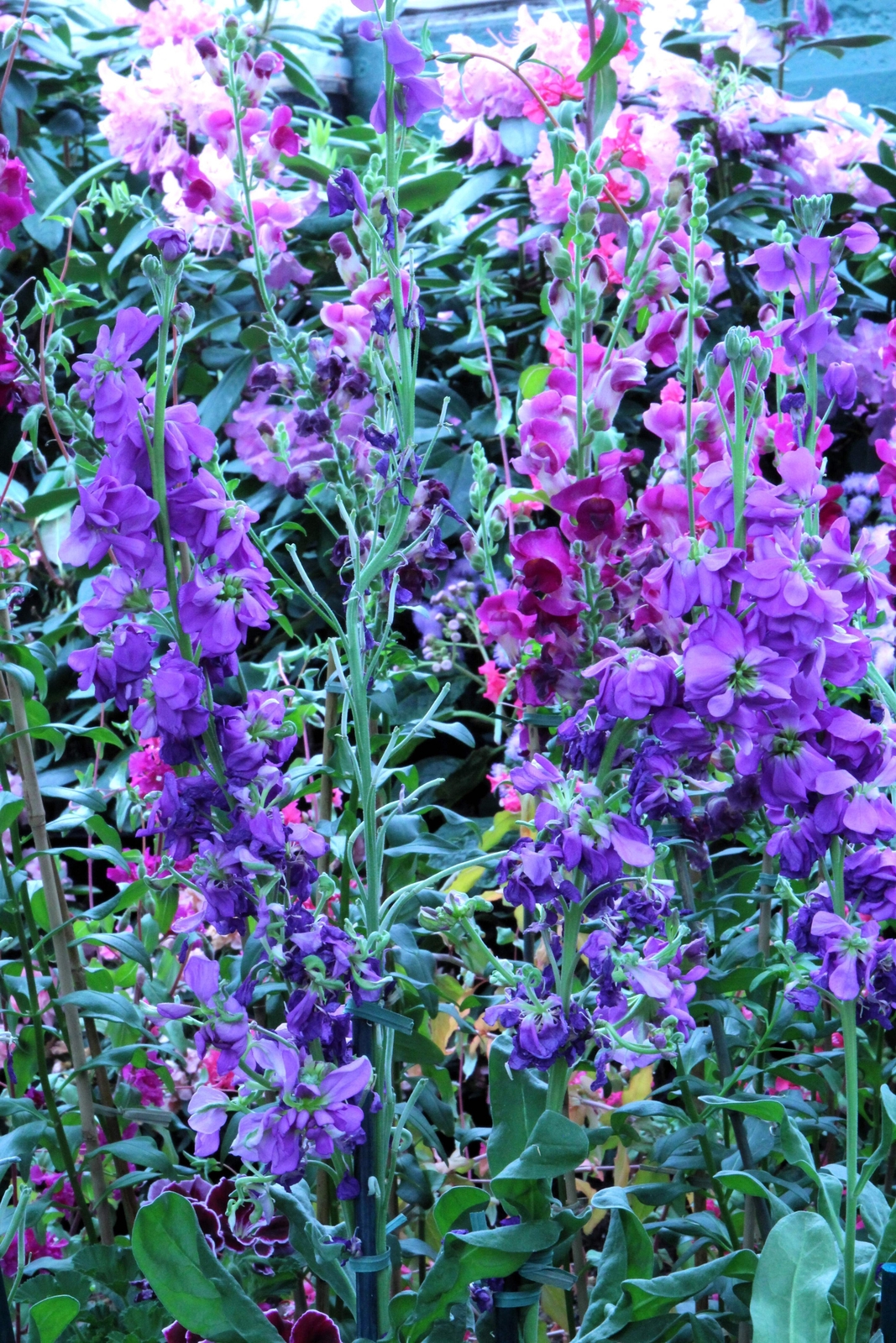 500 Mixed ELEGANT CLARKIA Mountain Garland Elegans Pink Purple Red Flower Seeds