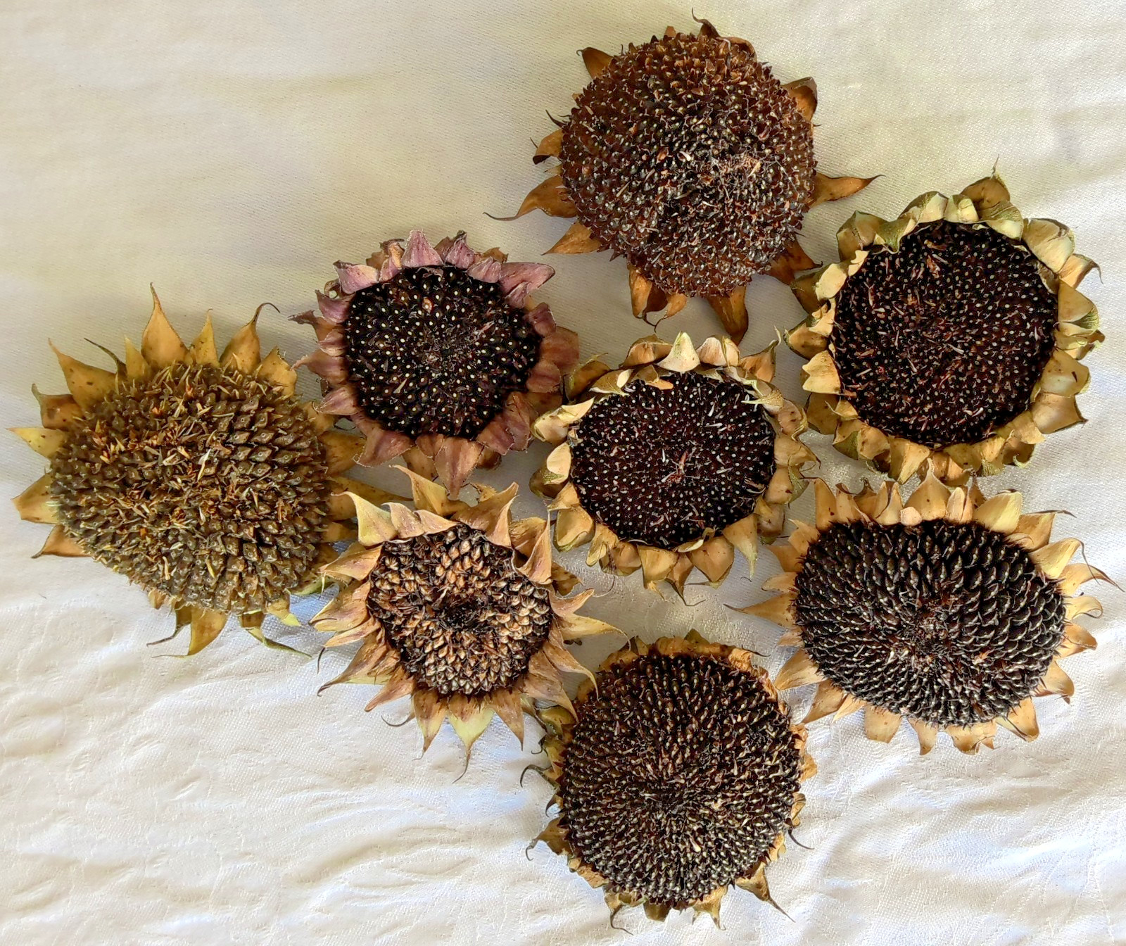 Lot of 8 Dried Sunflower Heads 2-3″ for Pets Birds Crafts Etc Pesticide Free