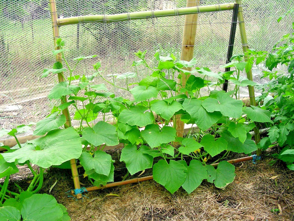 30+Muncher CUCUMBER Seeds Organic Summer Vegetable Garden Patio Container Easy