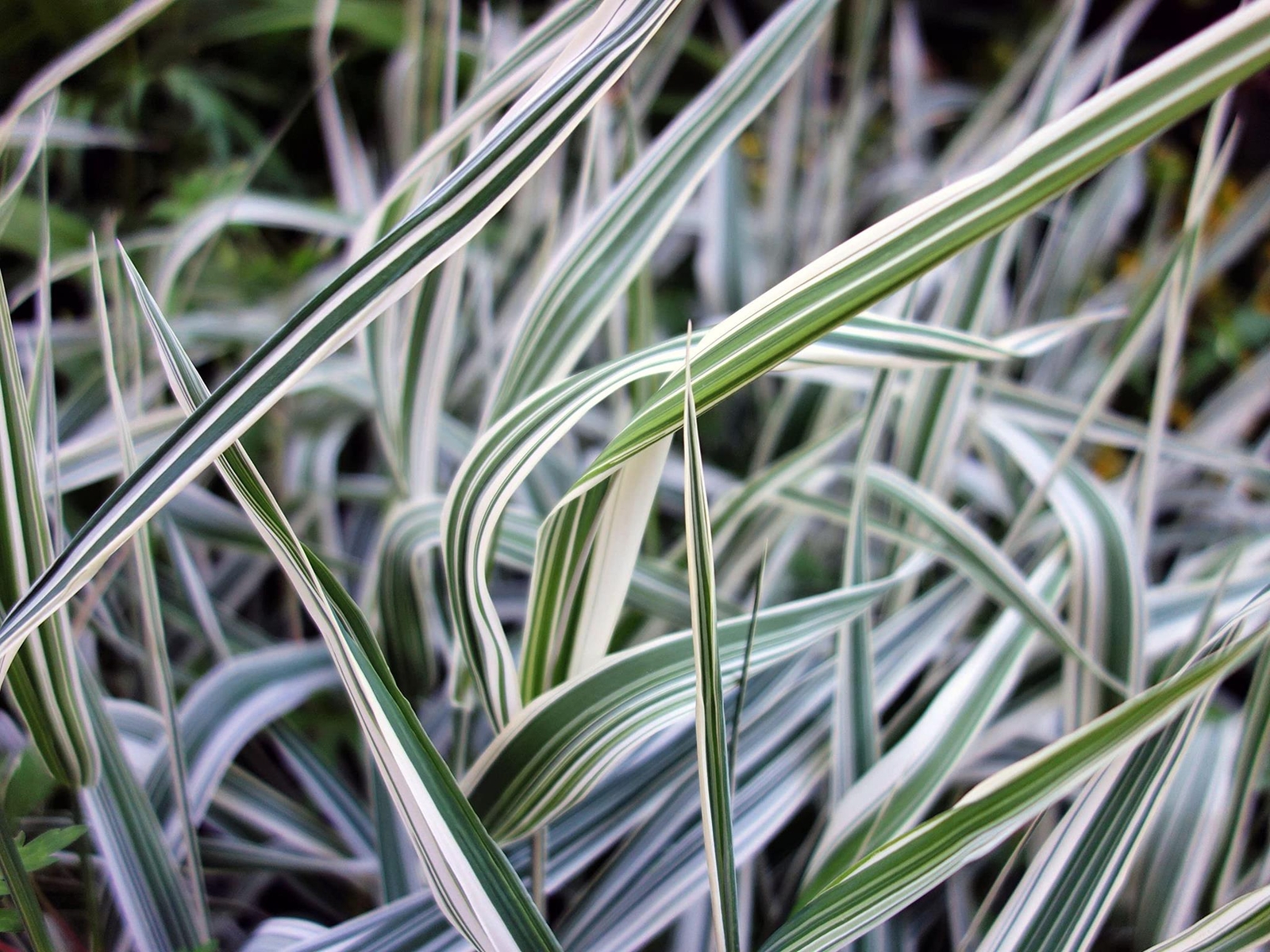Reed Canary Grass (1,000 Seeds) – Ornamental Grass – Phalaris arundinacea