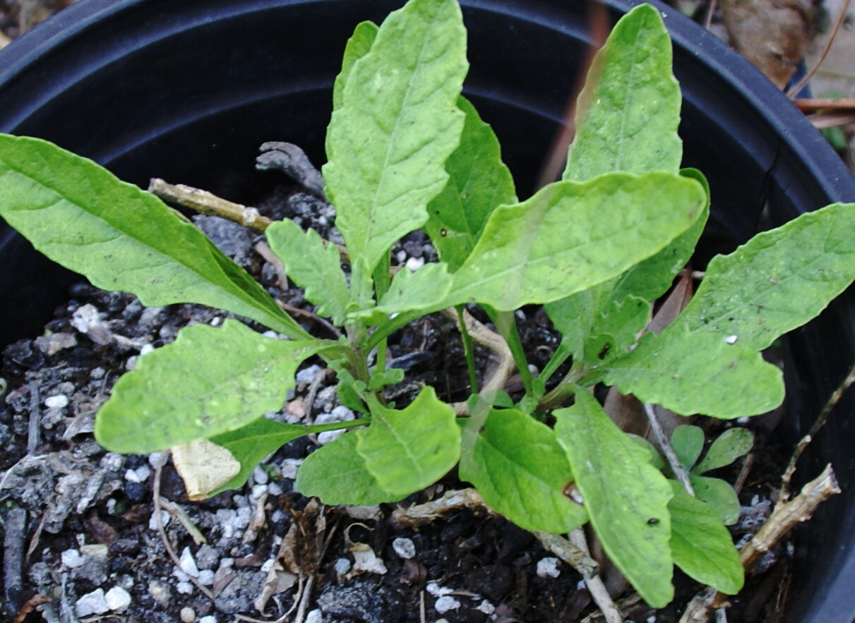 Epazote Seeds -Central,S.American Herb – 50+ Heirloom seeds – FREE Shipping
