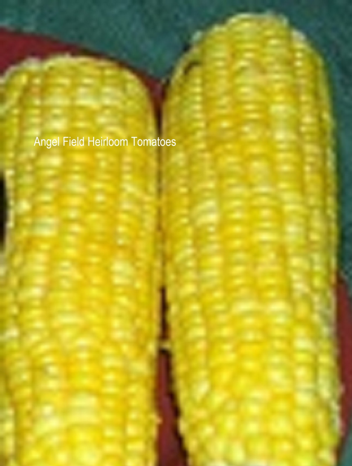 50 Golden Bantam Native American Corn Seeds “Plus 2 Packs of Vegetable Seeds