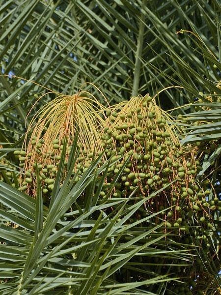 Phoenix sylvestris | India Date Palm | Silver Date Palm | 20 Seeds