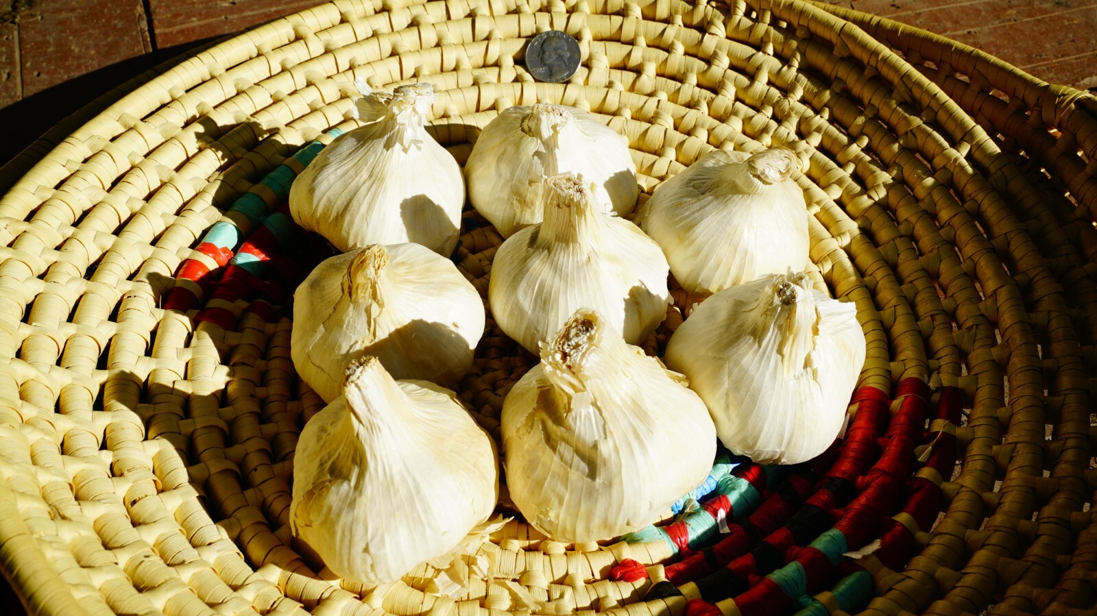 Polish GARLIC Bulbs 1/2 – 10lbs Fresh Organic Heirloom Hardneck Plant or Eat