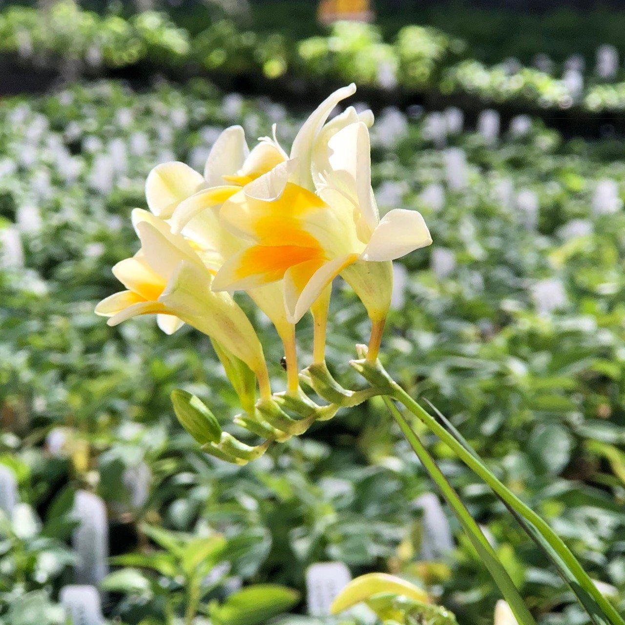Freesia Heirloom Antique Alba 15 Plant Bulbs, Cream Spring Flowers Bloom in Sun