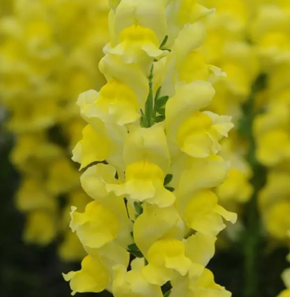 25 VARIOUS Colors Snapdragoon Seeds