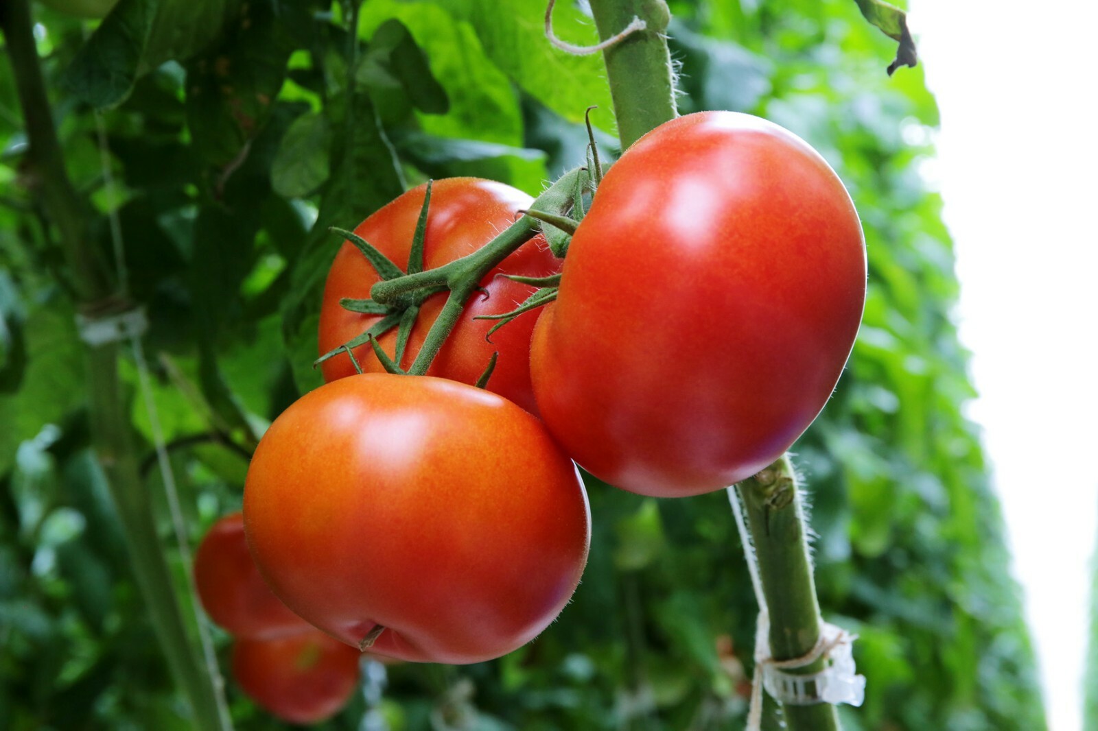 Beefsteak Tomato Seeds | Heirloom | Non-GMO | USA Garden, Seeds Free Shipping