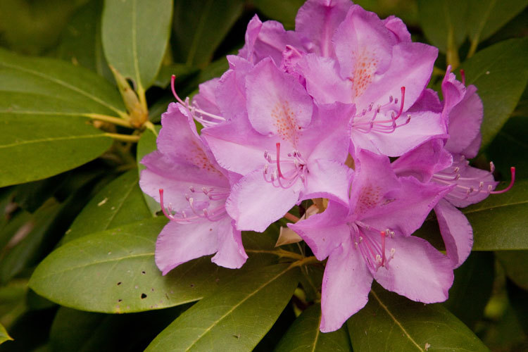Rosebay Rhododendron, Rhododendron maximum, Shrub Seeds (Showy Evergreen)