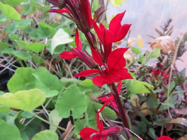 Lobelia Seeds Queen Victoria Cardinal Lobelia 50 Pelleted Seeds ( Perennial )