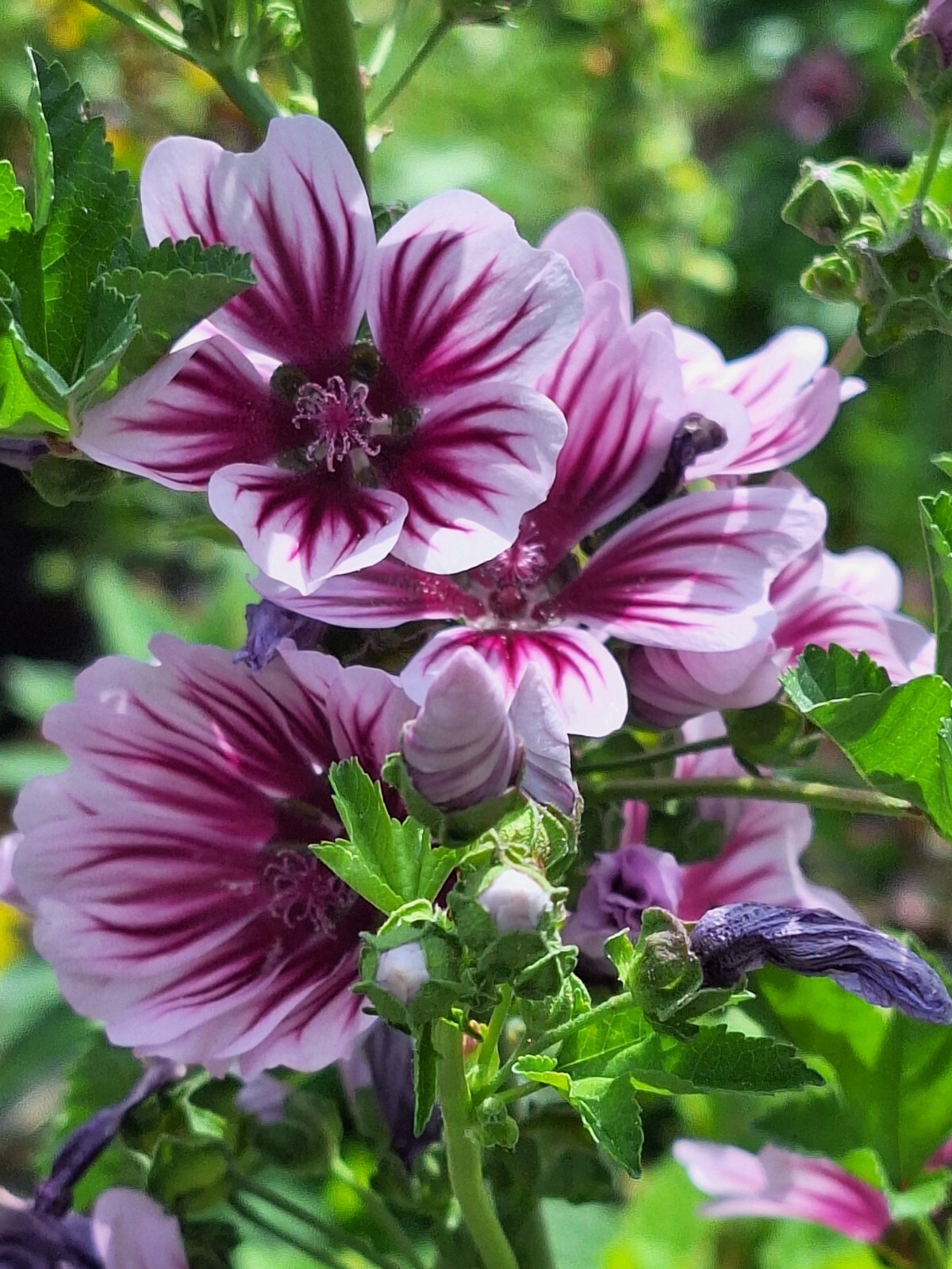 ZEBRA MALLOW 100 SEEDS, WHITE w/PURPLE, ZEBRA STRIPED FLOWERS, MALVA SYLVESTRIS